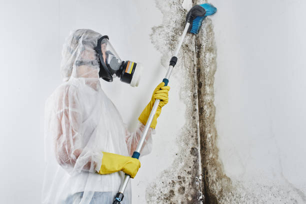 Best Residential Mold Remediation in Lake Holiday, VA