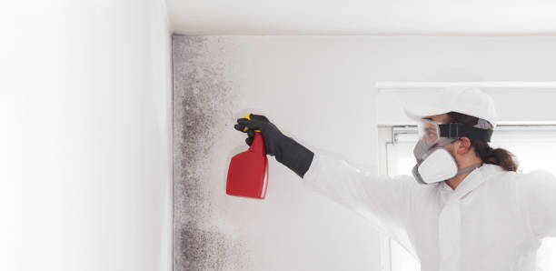 Best DIY Mold Remediation Support Services in Lake Holiday, VA