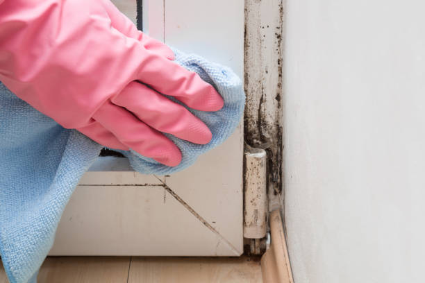Best Emergency Mold Remediation in Lake Holiday, VA